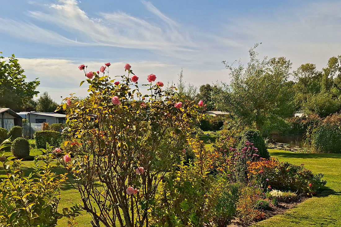 Rose bush in bloom on the grounds of De Brongaard