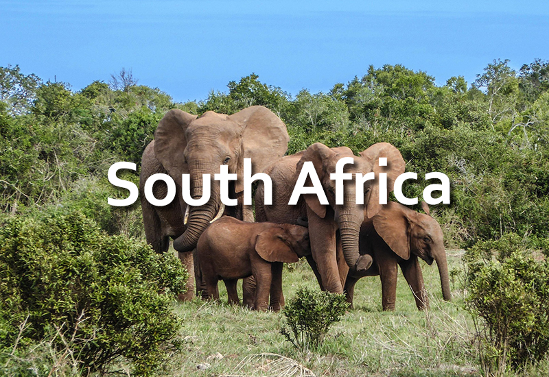 Read more about South Africa