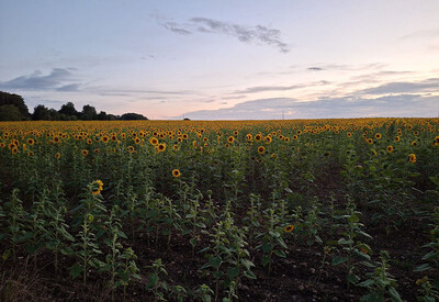 le-reve-de-poulaines-04.jpg